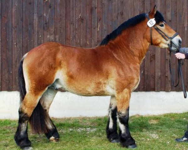 stallion Elysium von Brück (Rhenish-German Cold-Blood, 2005, from Eckbert)