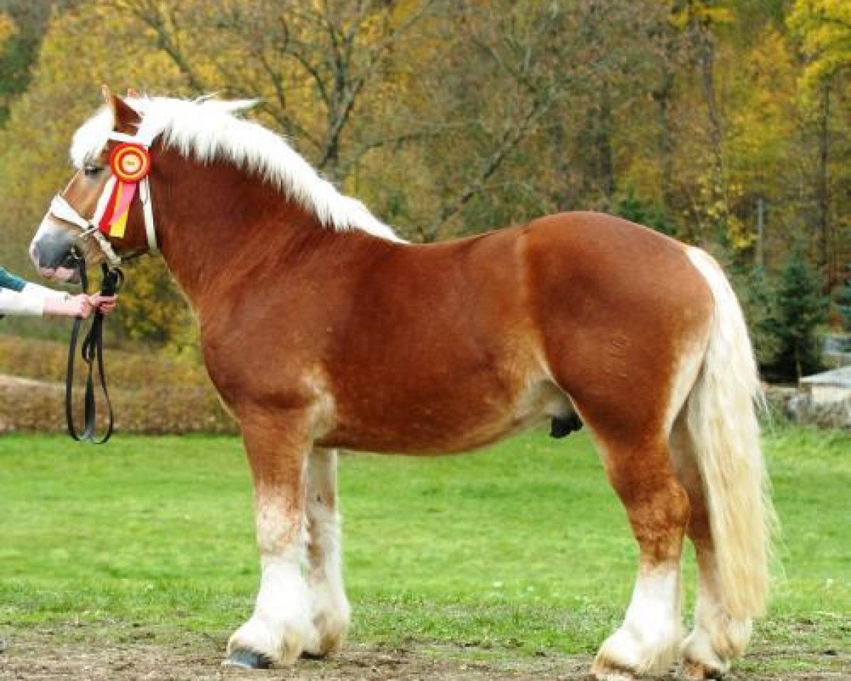 stallion Eros von Brück (Rhenish-German Cold-Blood, 2004, from Endrik von Dönitz)