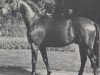 stallion Simon I (Westphalian, 1971, from Sinus xx 1495)