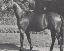 stallion Simon I (Westphalian, 1971, from Sinus xx 1495)