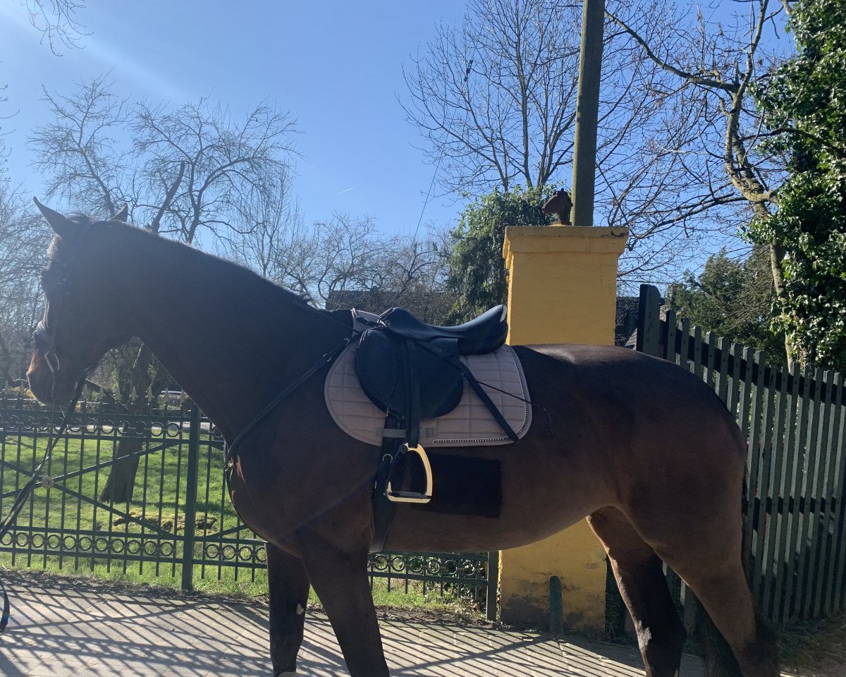 jumper Fastina (Danish Warmblood, 2011, from Favorit Ask)