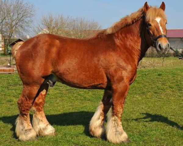 stallion Nestor van Gaasbeek (Brabant/Belgian draft horse, 2003, from Dorus van 't Driesveld)