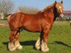 stallion Nestor van Gaasbeek (Brabant/Belgian draft horse, 2003, from Dorus van 't Driesveld)