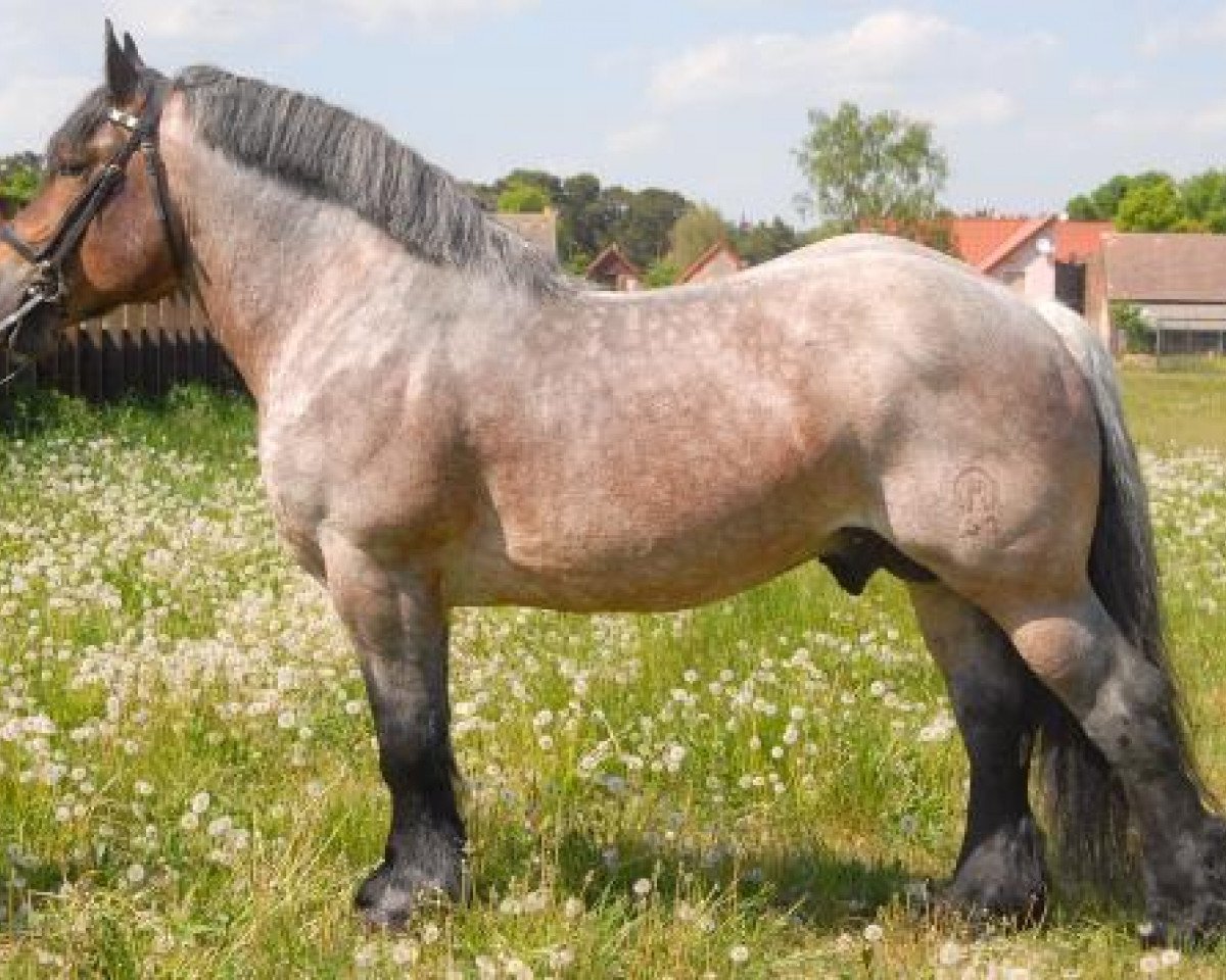 Deckhengst Napoleon (Rheinisch-Deutsches Kaltblut, 2000, von Neptun v. Marienthal)