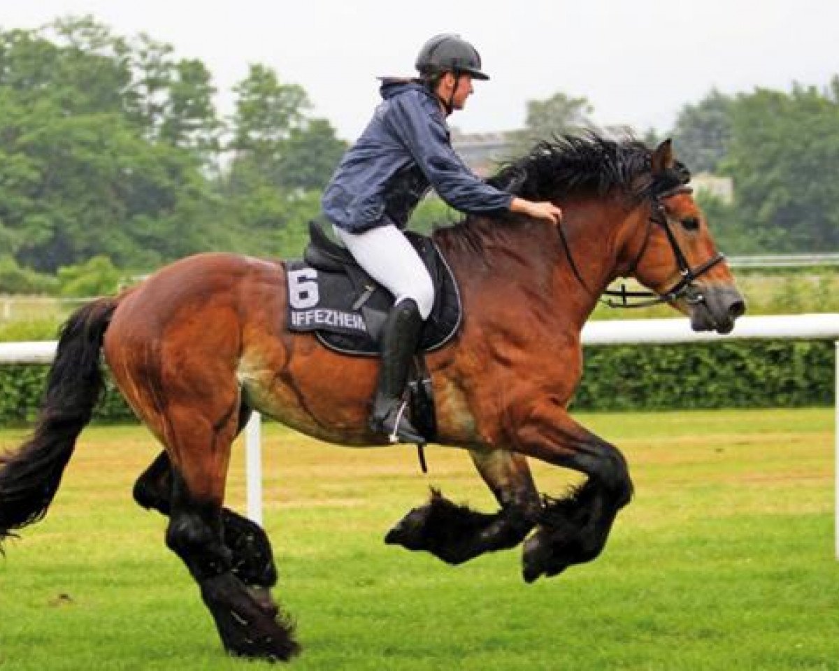 stallion Edzard (Rhenish-German Cold-Blood, 1996, from Emanuel 1025)