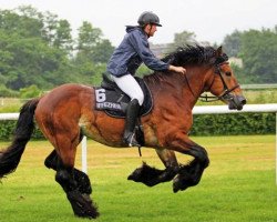 stallion Edzard (Rhenish-German Cold-Blood, 1996, from Emanuel 1025)