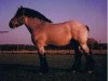 stallion Eichberg III (Rhenish-German Cold-Blood, 1979, from Ulan von Estedt 3542)