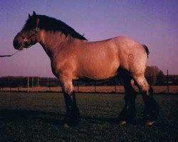 stallion Eichberg III (Rhenish-German Cold-Blood, 1979, from Ulan von Estedt 3542)