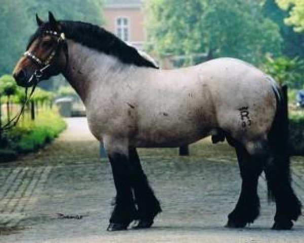 stallion Elkin (Rhenish-German Cold-Blood, 1994, from Eichberg III)