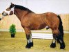 stallion Flemming (Rhenish-German Cold-Blood, 1999, from Famulus)