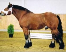 stallion Flemming (Rhenish-German Cold-Blood, 1999, from Famulus)