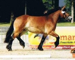 broodmare Edna (Rhenish-German Cold-Blood, 2007, from Edzard)