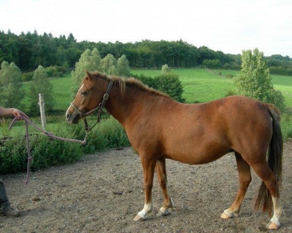 broodmare Odine Elvey (Welsh, 2002, from Bolino Ravignan)