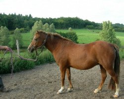 broodmare Odine Elvey (Welsh, 2002, from Bolino Ravignan)