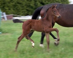 dressage horse Stute von Zico / Dancier (Oldenburg, 2022, from Zico)