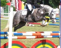 dressage horse Krottenthal's UFO (German Riding Pony, 2000, from Dusty)