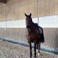 jumper Fortunas Romantika (German Sport Horse, 2017, from Florentianer)