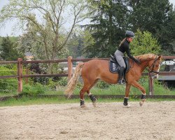 jumper Yeshi (Nederlands Welsh Ridepony, 2009, from Bowe)