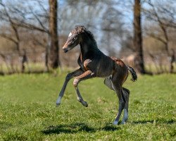 dressage horse Skyfall VK (Hanoverian, 2022, from Secret)