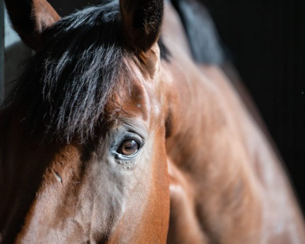 jumper Lector (German Sport Horse, 2014, from Lord Pezi Junior)