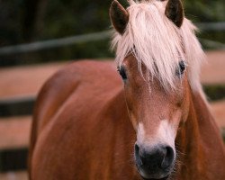 Zuchtstute Naomi (Haflinger, 2007, von Smudo (0,78% ox))