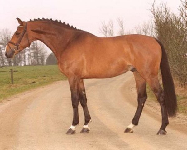 stallion Quebec (KWPN (Royal Dutch Sporthorse), 1995, from Quidam de Revel)