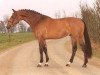 Deckhengst Quebec (Koninklijk Warmbloed Paardenstamboek Nederland (KWPN), 1995, von Quidam de Revel)