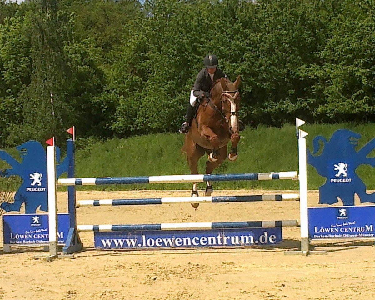 jumper Canterburry 2 (Hanoverian, 2005, from Charming 8)