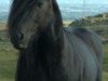 stallion Heltondale Mountain Mist II (Fell Pony, 1995, from Heltondale Black Diamond II)