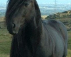 stallion Heltondale Mountain Mist II (Fell Pony, 1995, from Heltondale Black Diamond II)