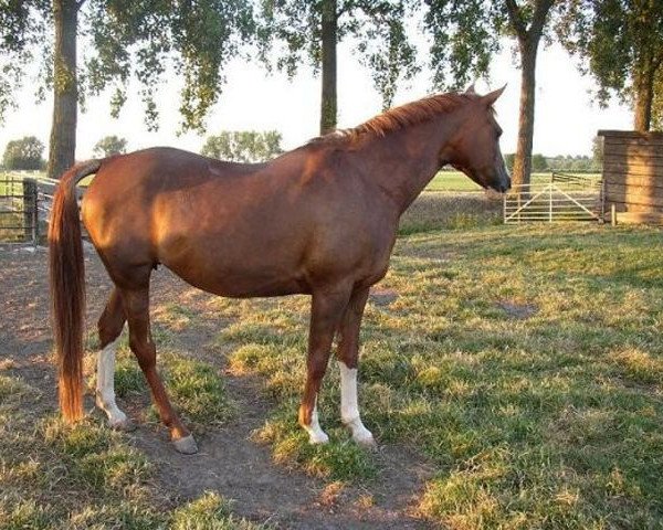Zuchtstute Radnah (Nederlands Rijpaarden en Pony, 1988, von Baccarat ox)