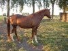 Zuchtstute Radnah (Nederlands Rijpaarden en Pony, 1988, von Baccarat ox)
