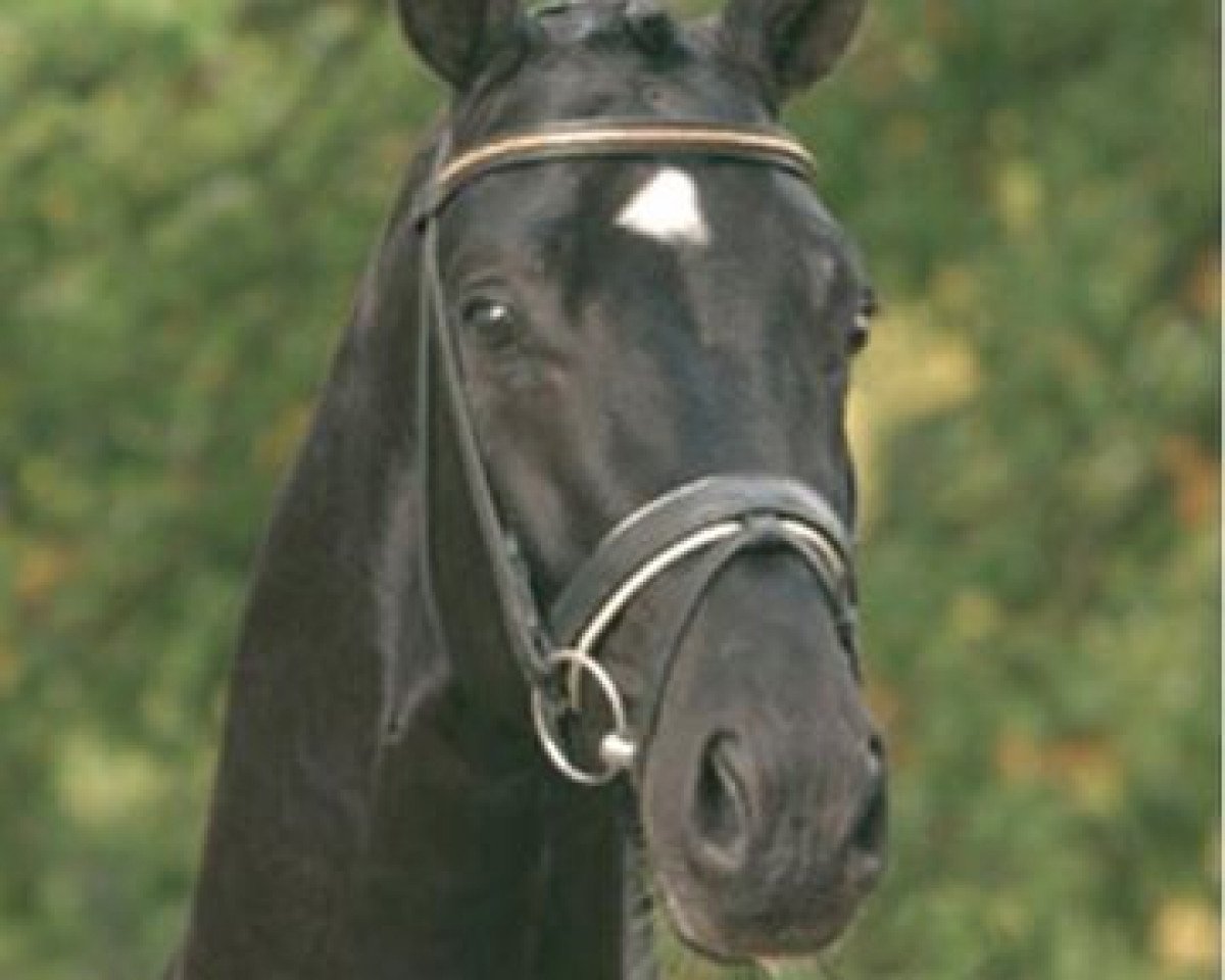 stallion Domani Vengo (Hanoverian, 2001, from Donnerhall)