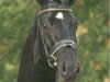 stallion Domani Vengo (Hanoverian, 2001, from Donnerhall)
