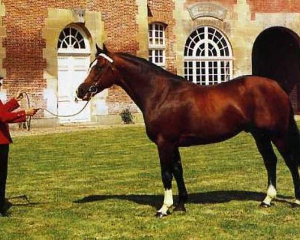 stallion Adagio (Selle Français, 1966, from Ibrahim)