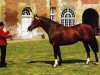 stallion Adagio (Selle Français, 1966, from Ibrahim AN)