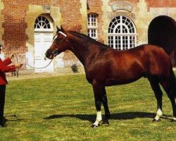 stallion Adagio (Selle Français, 1966, from Ibrahim)