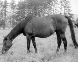 broodmare Isola Longa (Trakehner, 1938, from Tyrann)