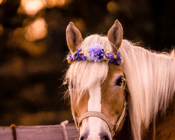 Zuchtstute Dorena (Haflinger, 2009, von Skorpion)