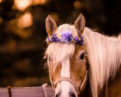 Pferd Dorena (Haflinger, 2009, von Skorpion)