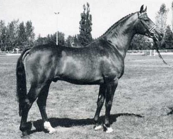stallion Lombard (Holsteiner, 1978, from Landgraf I)