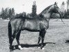 horse Lombard (Holsteiner, 1978, from Landgraf I)