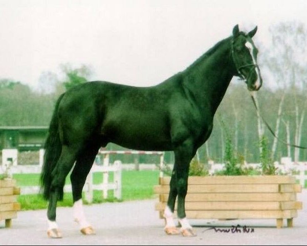 stallion Landwind (Holsteiner, 1983, from Lombard)