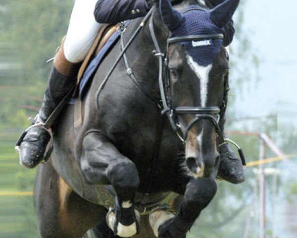 stallion Landjuweel St Hubert (Belgium Sporthorse, 1995, from Landwind)