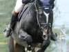 stallion Landjuweel St Hubert (Belgium Sporthorse, 1995, from Landwind)