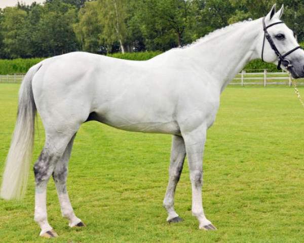 stallion Untouchable (KWPN (Royal Dutch Sporthorse), 2001, from Hors La Loi II)