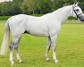 stallion Untouchable (Dutch Warmblood, 2001, from Hors La Loi II)