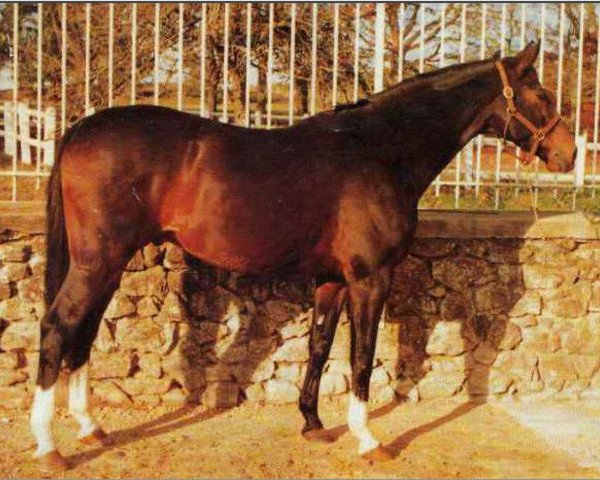 horse Iago C AA (Anglo-Arabs, 1974, from Ventoux AA)