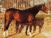 stallion Iago C AA (Anglo-Arabs, 1974, from Ventoux AA)