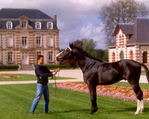 stallion Vis Versa x (Anglo-Arabs, 1987, from Iago C AA)